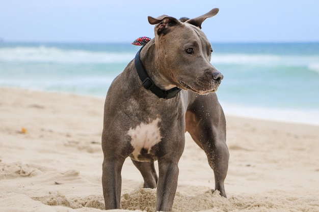 Cane Pit Bull che gioca sulla spiaggia, godendosi il mare e la sabbia. Giorno soleggiato. Messa a fuoco selettiva.