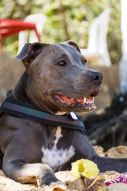 Cane Pit Bull che gioca sulla spiaggia, godendosi il mare e la sabbia. Giorno soleggiato. Messa a fuoco selettiva.