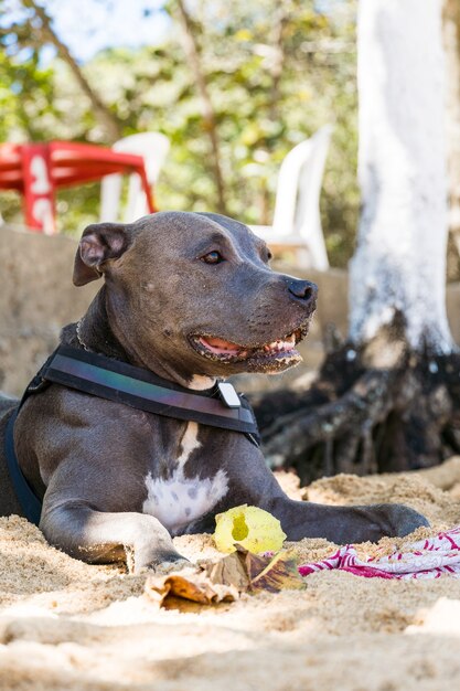 Cane Pit Bull che gioca sulla spiaggia, godendosi il mare e la sabbia. Giorno soleggiato. Messa a fuoco selettiva.