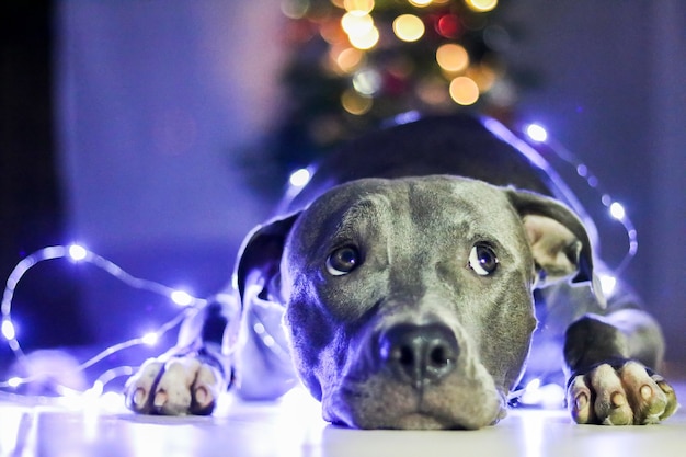 Cane Pit Bull davanti all'albero di Natale, con le luci degli addobbi e delle palline accese. Luce bassa. Messa a fuoco selettiva.