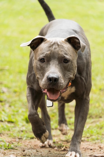 Cane pitbull che gioca con la palla nel giardino di casa. Giorno soleggiato.