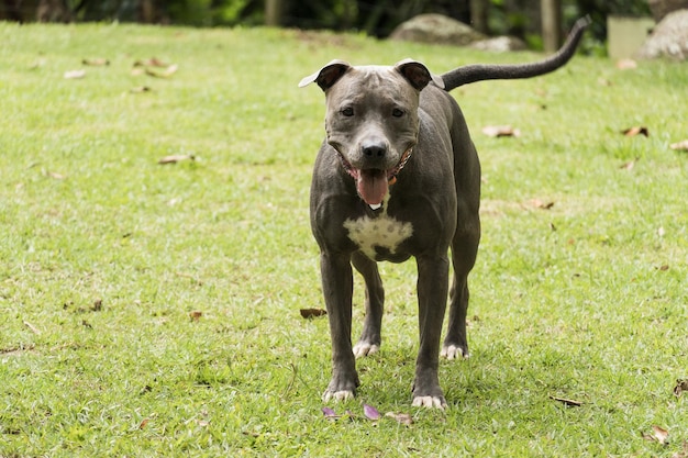 Cane pitbull che gioca con la palla nel giardino di casa. Giorno soleggiato.