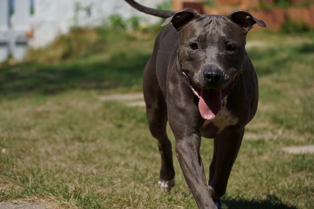 Cane pitbull che gioca con la palla nel giardino di casa