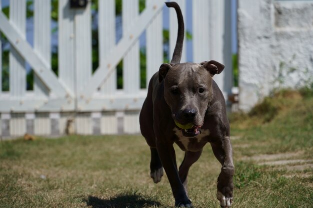 Cane pitbull che gioca con la palla nel giardino di casa