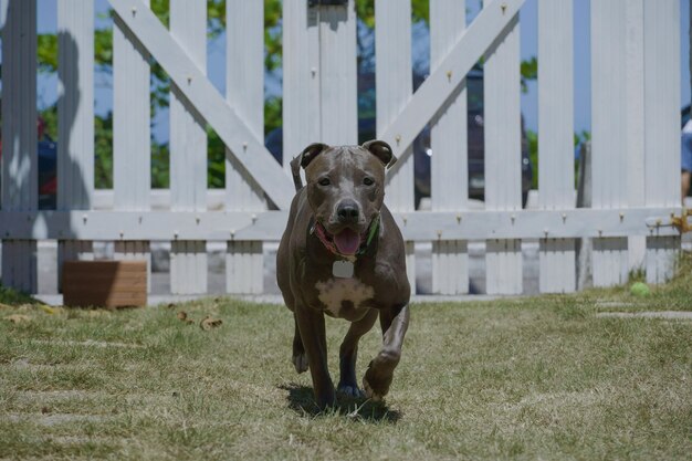 Cane pitbull che gioca con la palla nel giardino di casa