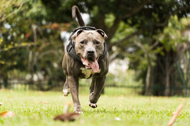 Cane pitbull che gioca e si diverte nel parco. Giornata nuvolosa. Messa a fuoco selettiva.