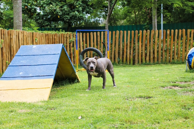 Cane pitbull che gioca e si diverte nel parco. Messa a fuoco selettiva.