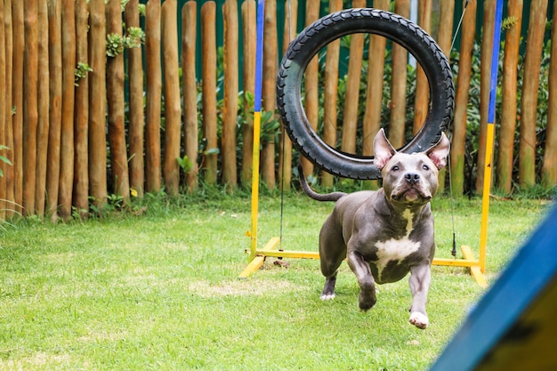 Cane pitbull che gioca e si diverte nel parco. Messa a fuoco selettiva.