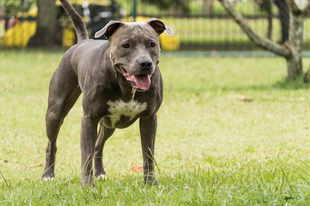 Cane pitbull che gioca e si diverte nel parco. Messa a fuoco selettiva.