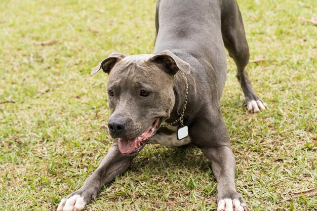 Cane pitbull che gioca e si diverte nel parco. Messa a fuoco selettiva.