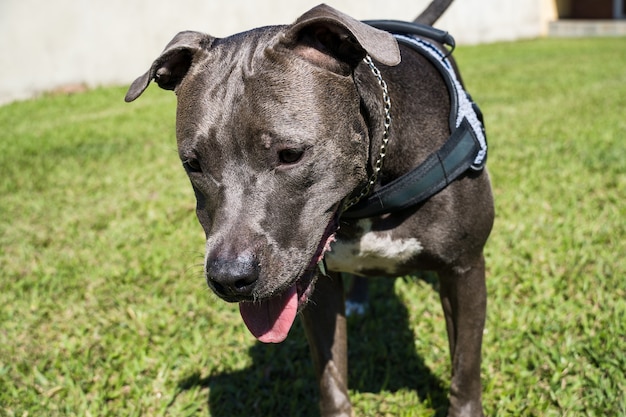 Cane pitbull che gioca nel giardino di casa. Correre e prendere la palla. Giorno soleggiato.