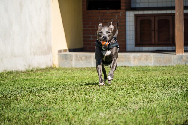 Cane pitbull che gioca nel giardino di casa. Correre e prendere la palla. Giorno soleggiato.