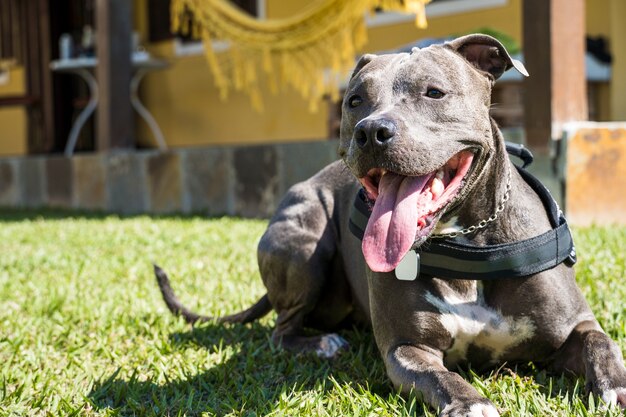 Cane pitbull che gioca nel giardino di casa. Correre e prendere la palla. Giorno soleggiato.