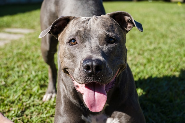 Cane pitbull che gioca nel giardino di casa. Correre e prendere la palla. Giorno soleggiato.