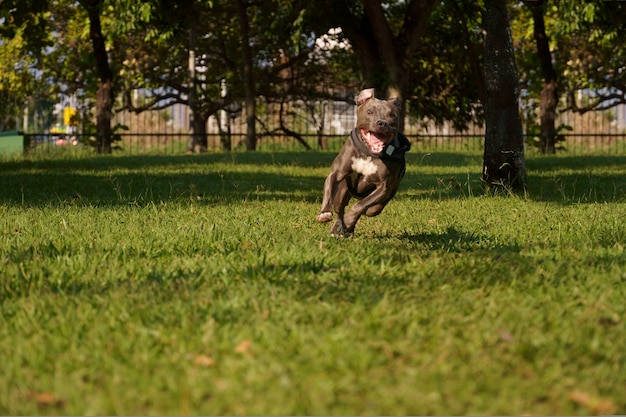 cane pitbull che gioca nel parco al tramonto giornata di sole e aperta campagna con molta natura