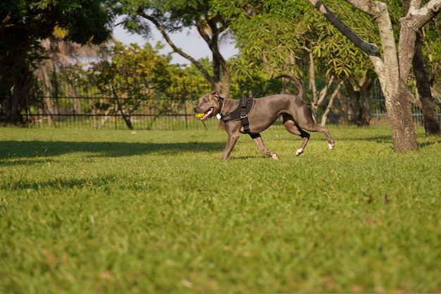 cane pitbull che gioca nel parco al tramonto giornata di sole e aperta campagna con molta natura