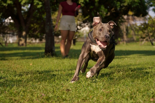 Cane pitbull che gioca nel parco al tramonto. Pitbull dal naso blu in una giornata di sole e in aperta campagna con molta natura.