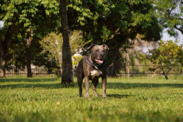 Cane pitbull che gioca nel parco al tramonto. Pitbull dal naso blu in una giornata di sole e in aperta campagna con molta natura.