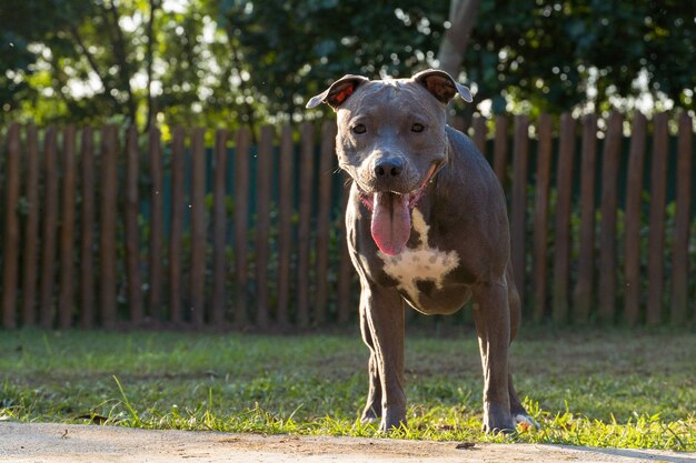 Cane pitbull che gioca nel parco al tramonto.