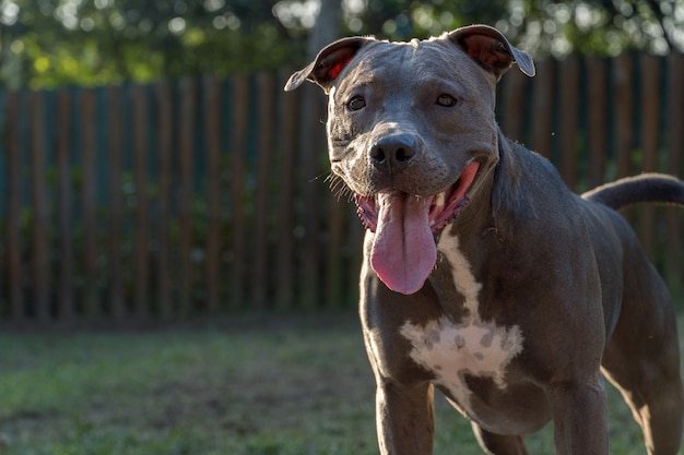 Cane pitbull che gioca nel parco al tramonto.