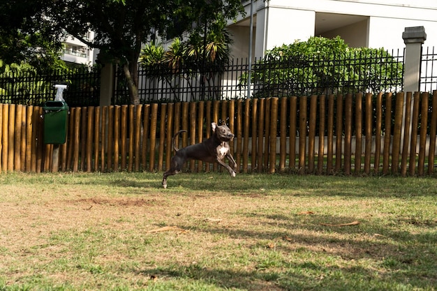 Cane pitbull che gioca nel parco Erba verde e pali di legno tutt'intorno Messa a fuoco selettiva