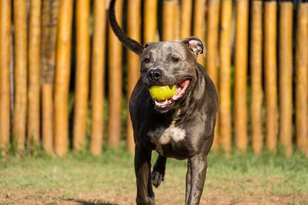 Cane pitbull che gioca nel parco Erba verde e pali di legno tutt'intorno Sunset Blue nose Messa a fuoco selettiva