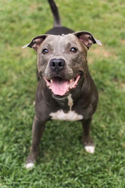 Cane pitbull che gioca nel parco Erba verde, pavimento in terra battuta e paletti di legno tutt'intorno. Messa a fuoco selettiva.