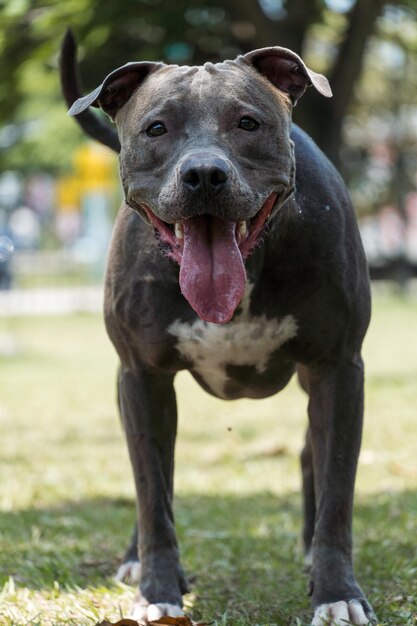 Cane pitbull che gioca nel parco in una giornata di sole. Messa a fuoco selettiva.