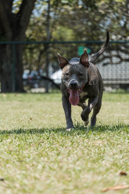 Cane pitbull che gioca nel parco in una giornata di sole. Messa a fuoco selettiva.