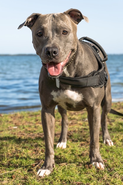 Cane pitbull che gioca nella laguna di Araruama, a Rio de Janeiro. Luce del tramonto in una giornata di sole. Il Pitbull corre attraverso l'acqua, la sabbia e l'erba sul bordo dello stagno.