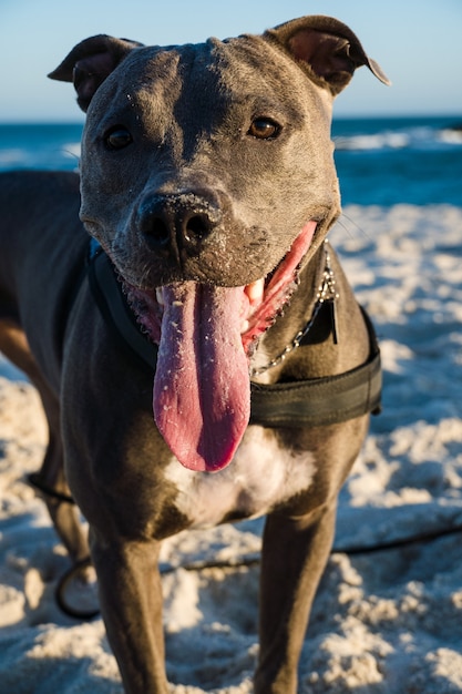 Cane pitbull che gioca sulla spiaggia al tramonto. Godersi la sabbia e il mare in una giornata di sole.