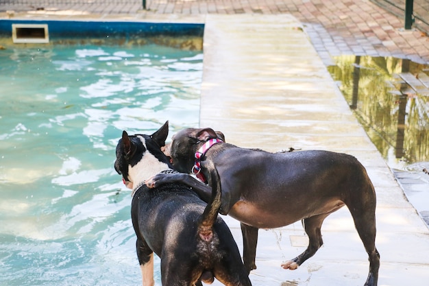 Cane pitbull che nuota in piscina e gioca con un cane bull terrier in giro. Giornata di sole a Rio de Janeiro.