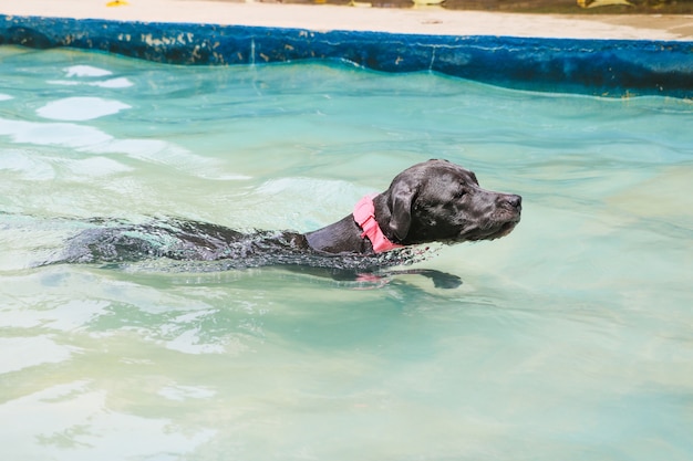 Cane pitbull che nuota in piscina in giornata di sole.