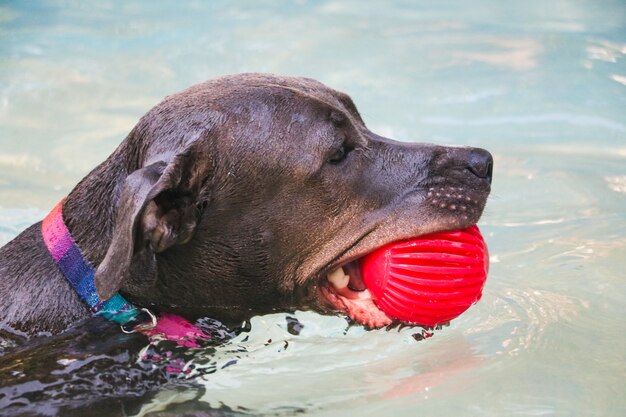 Cane pitbull che nuota in piscina in giornata di sole.