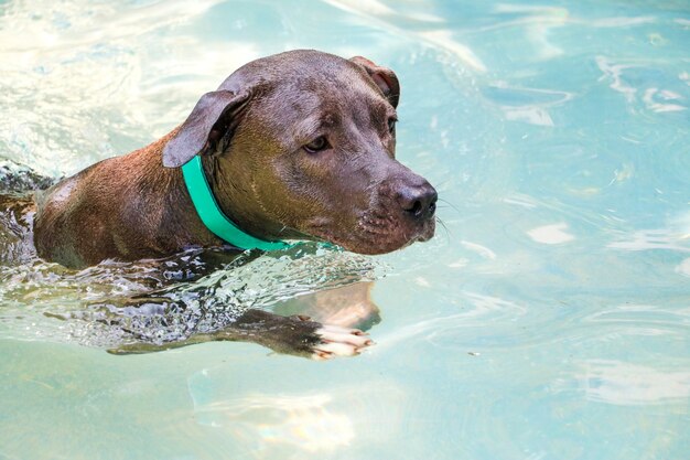 Cane pitbull che nuota in piscina in giornata di sole.