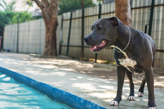Cane pitbull che nuota in piscina nel parco. Giornata di sole a Rio de Janeiro.