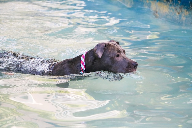 Cane pitbull che nuota in piscina nel parco. Giornata di sole a Rio de Janeiro.