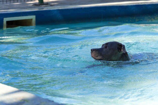 Cane pitbull che nuota in piscina nel parco. Giornata di sole a Rio de Janeiro.