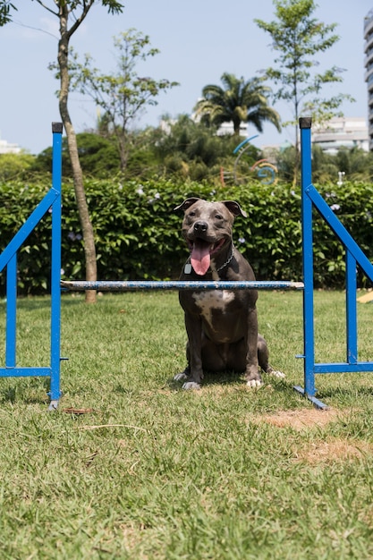 Cane pitbull che salta gli ostacoli mentre pratica l'agilità e gioca nel parco per cani. Posto per cani con giocattoli come una rampa e pneumatici per fargli esercitare.