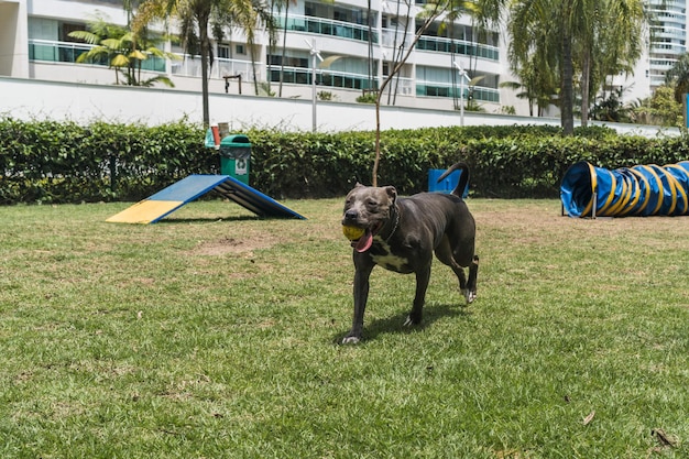 Cane pitbull che salta gli ostacoli mentre pratica l'agilità e gioca nel parco per cani