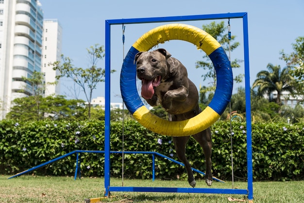 Cane pitbull che salta il pneumatico mentre pratica l'agilità e gioca nel parco per cani. Posto per cani con giocattoli come una rampa e ostacoli per esercitarsi.