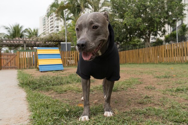 Cane pitbull con una felpa nera che gioca nel parco in una giornata fredda.