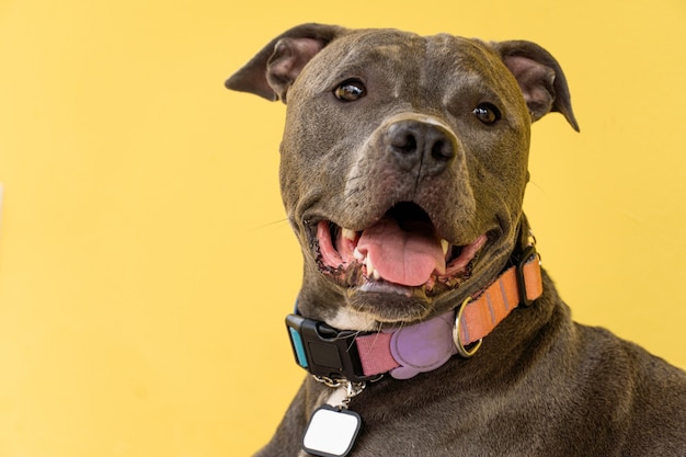 Cane pitbull nel cortile di casa. Naso blu pitbull con occhi color miele. Casa con muro giallo e giardino.