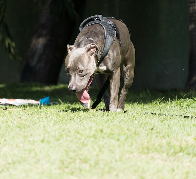 Cane pitbull nel parco con erba verde.