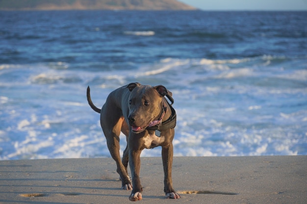 Cane pitbull sulla spiaggia nel tardo pomeriggio a Niteroi a Rio de Janeiro.