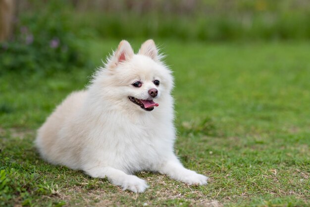 Cane Pomerania bianco al parco prato verde