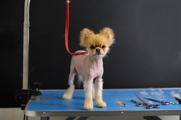 Cane Pomerania con pelo caduto sul corpo a causa di fallimenti di h