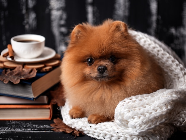 Cane Pomeranian avvolto in una coperta.