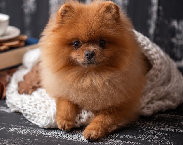 Cane Pomeranian avvolto in una coperta.