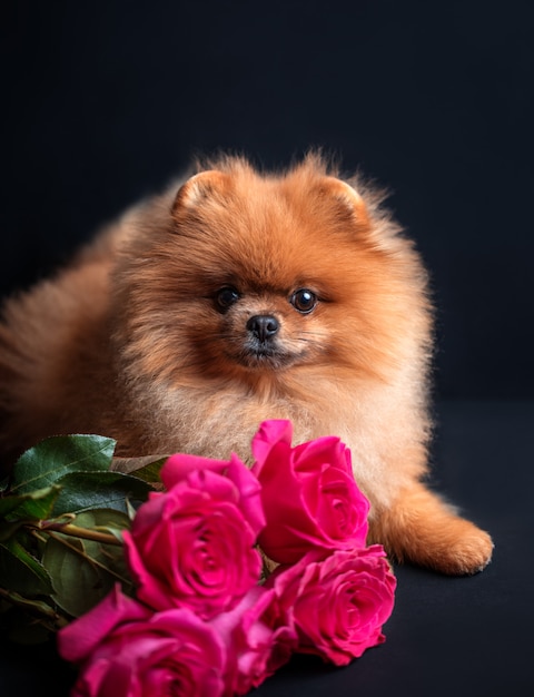 Cane Pomeranian con rose viola su sfondo scuro. Cane con fiori